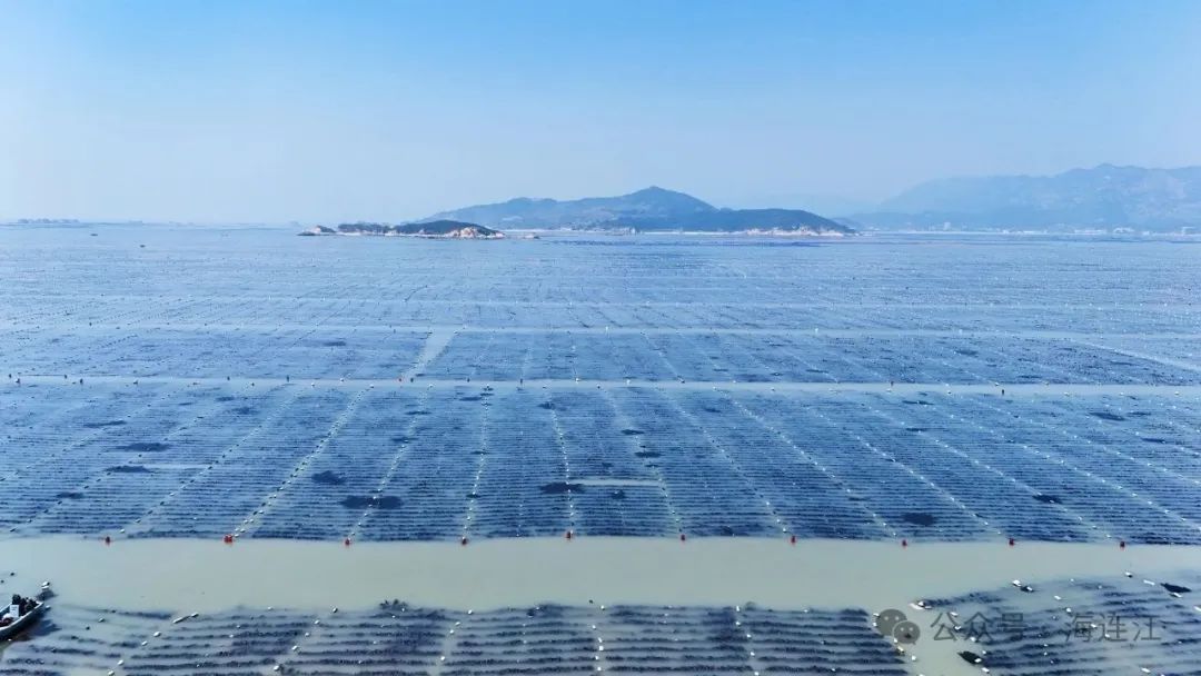 祝贺！连江海带新品系通过验收
