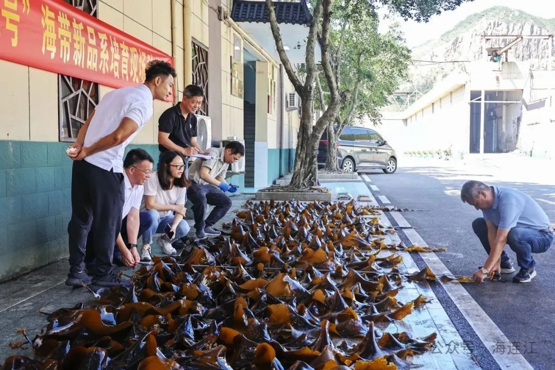 祝贺！连江海带新品系通过验收
