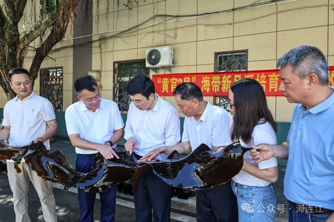 祝贺！连江海带新品系通过验收