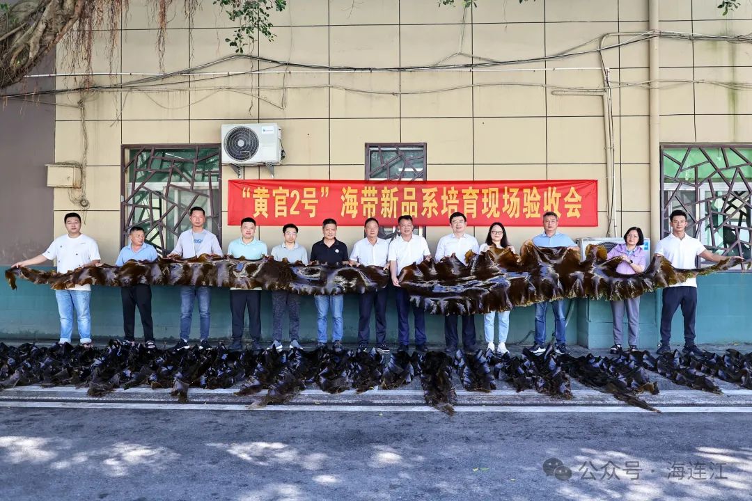 祝贺！连江海带新品系通过验收