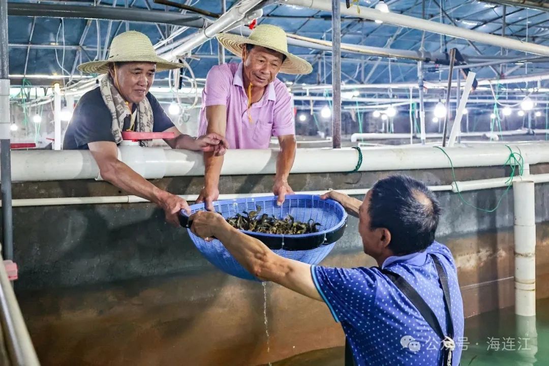 滋补！连江千万尾海马大丰收！